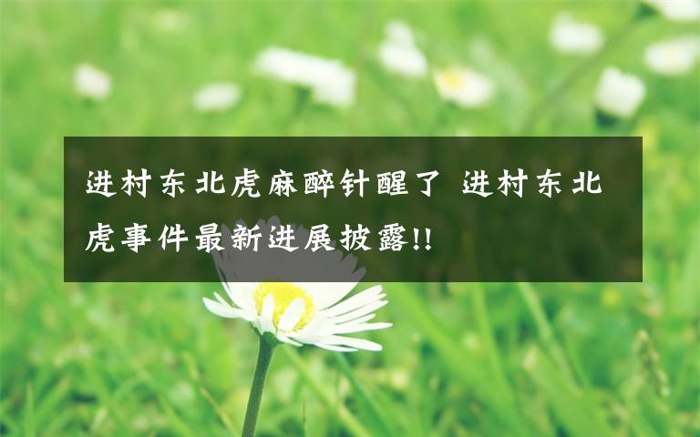 进村东北虎麻醉针醒了 进村东北虎事件最新进展披露!!