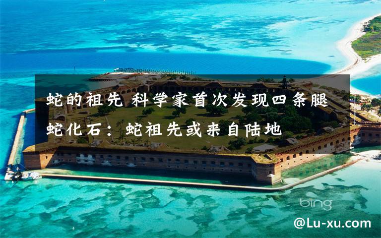 蛇的祖先 科学家首次发现四条腿蛇化石：蛇祖先或来自陆地