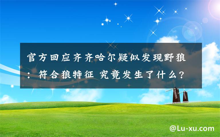 官方回应齐齐哈尔疑似发现野狼：符合狼特征 究竟发生了什么?