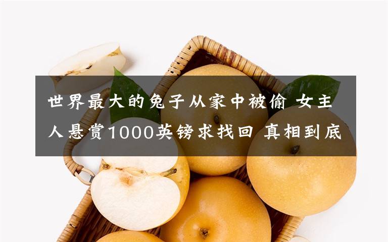 世界最大的兔子从家中被偷 女主人悬赏1000英镑求找回 真相到底是怎样的?
