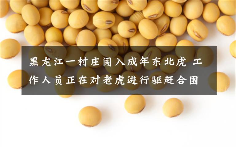 黑龙江一村庄闯入成年东北虎 工作人员正在对老虎进行驱赶合围 事件详细经过!