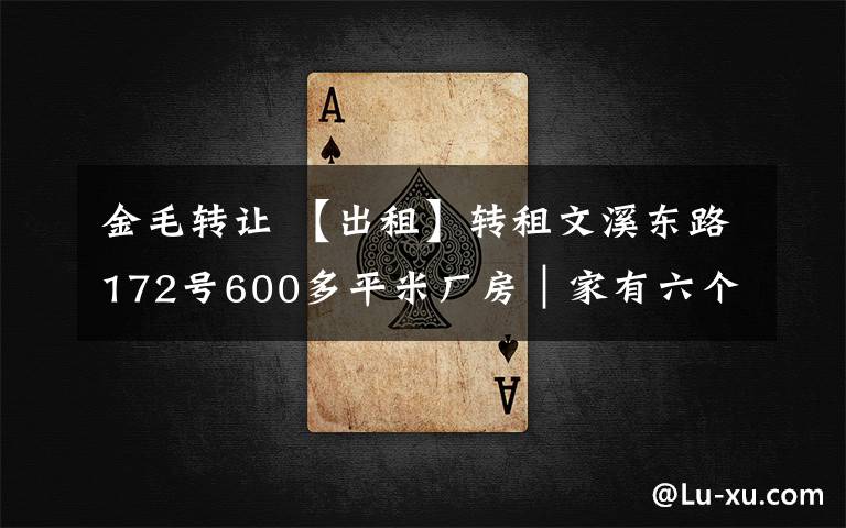 金毛转让 【出租】转租文溪东路172号600多平米厂房|家有六个月纯种金毛转让