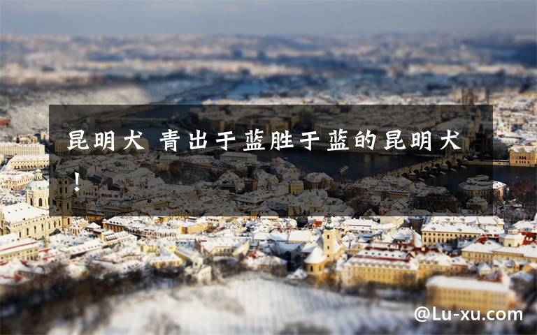 昆明犬 青出于蓝胜于蓝的昆明犬!