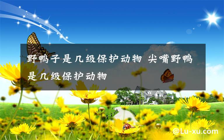 野鸭子是几级保护动物 尖嘴野鸭是几级保护动物