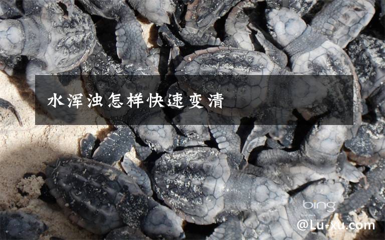 水浑浊怎样快速变清