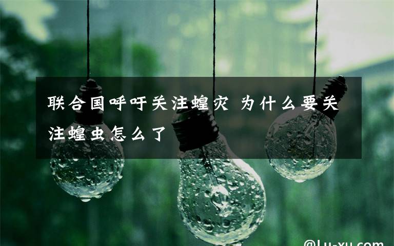 联合国呼吁关注蝗灾 为什么要关注蝗虫怎么了