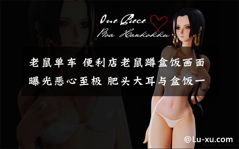 老鼠单车 便利店老鼠蹲盒饭画面曝光恶心至极 肥头大耳与盒饭一般大