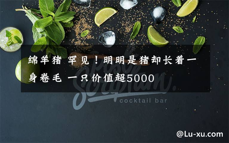 绵羊猪 罕见!明明是猪却长着一身卷毛 一只价值超5000