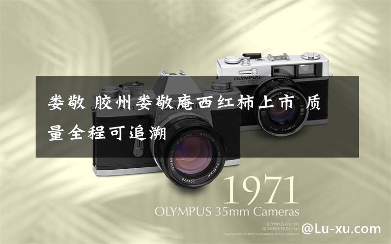 娄敬 胶州娄敬庵西红柿上市 质量全程可追溯