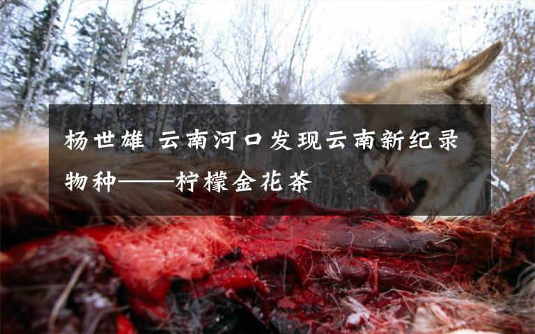 杨世雄 云南河口发现云南新纪录物种——柠檬金花茶