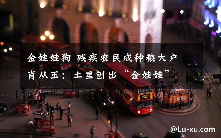 金娃娃狗 残疾农民成种粮大户 肖从玉:土里刨出“金娃娃”