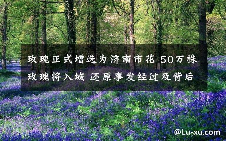 玫瑰正式增选为济南市花 50万株玫瑰将入城 还原事发经过及背后原因!
