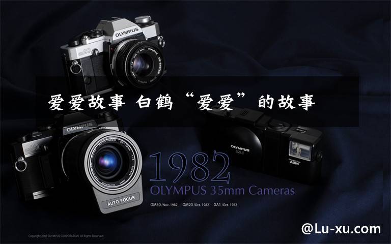 爱爱故事 白鹤“爱爱”的故事