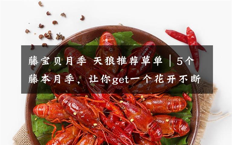 藤宝贝月季 天狼推荐草单|5个藤本月季,让你get一个花开不断的夏天!