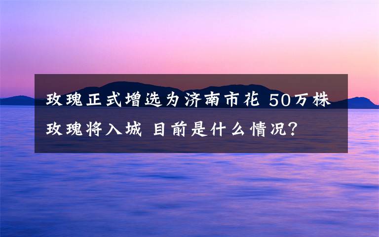 玫瑰正式增选为济南市花 50万株玫瑰将入城 目前是什么情况?