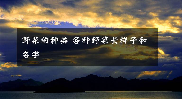 野菜的种类 各种野菜长样子和名字