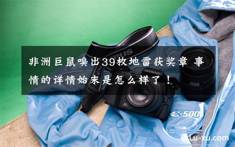 非洲巨鼠嗅出39枚地雷获奖章 事情的详情始末是怎么样了!