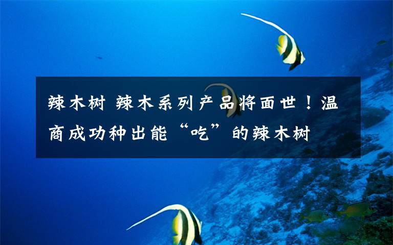 辣木树 辣木系列产品将面世!温商成功种出能“吃”的辣木树