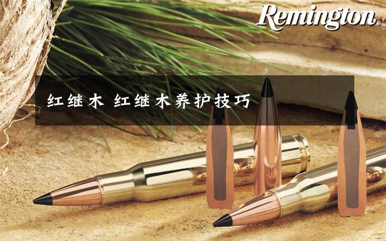 红继木 红继木养护技巧