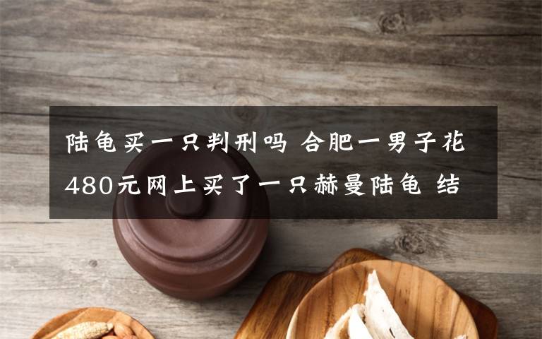 陆龟买一只判刑吗 合肥一男子花480元网上买了一只赫曼陆龟 结果被刑事处罚