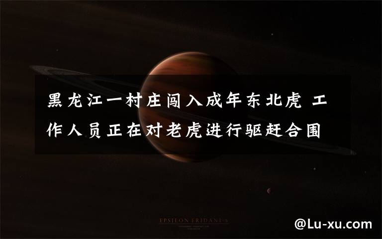 黑龙江一村庄闯入成年东北虎 工作人员正在对老虎进行驱赶合围 事情的详情始末是怎么样了!