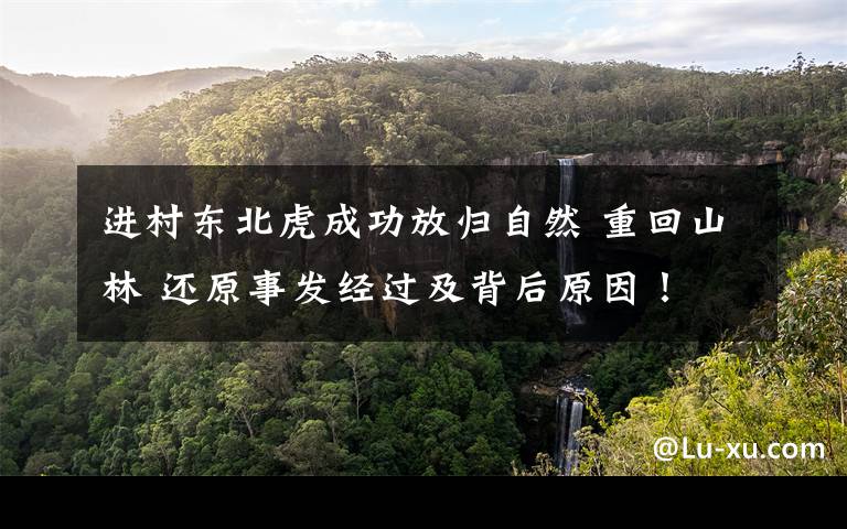 进村东北虎成功放归自然 重回山林 还原事发经过及背后原因!