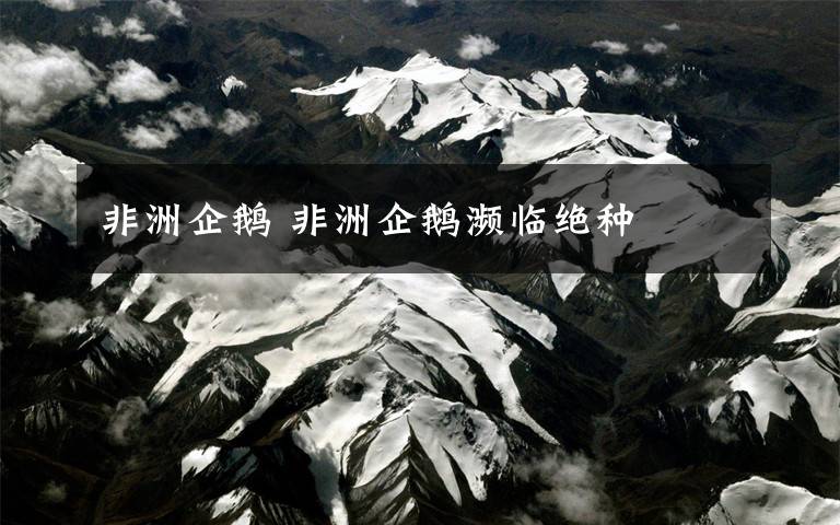 非洲企鹅 非洲企鹅濒临绝种