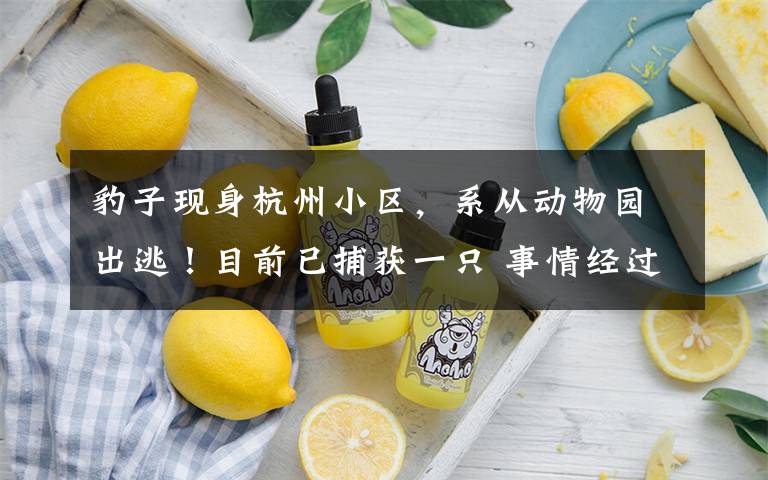 豹子现身杭州小区,系从动物园出逃!目前已捕获一只 事情经过真相揭秘!
