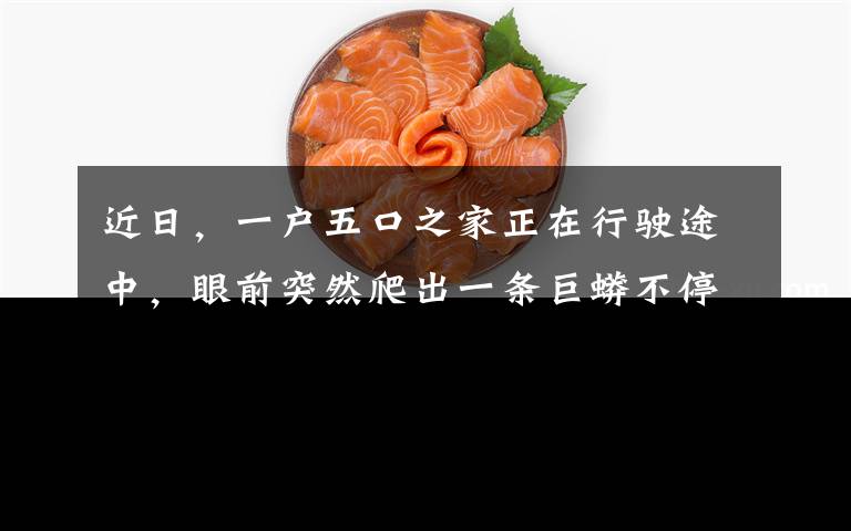 近日,一户五口之家正在行驶途中,眼前突然爬出一条巨蟒不停扭动,恐怖一幕被拍下。