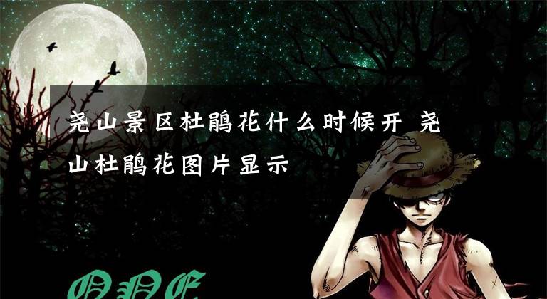 尧山景区杜鹃花什么时候开 尧山杜鹃花图片显示