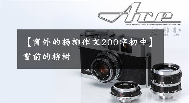 【窗外的杨柳作文200字初中】窗前的柳树