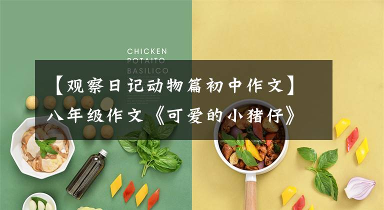 【观察日记动物篇初中作文】八年级作文《可爱的小猪仔》