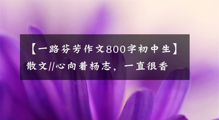 【一路芬芳作文800字初中生】散文//心向着杨志,一直很香。