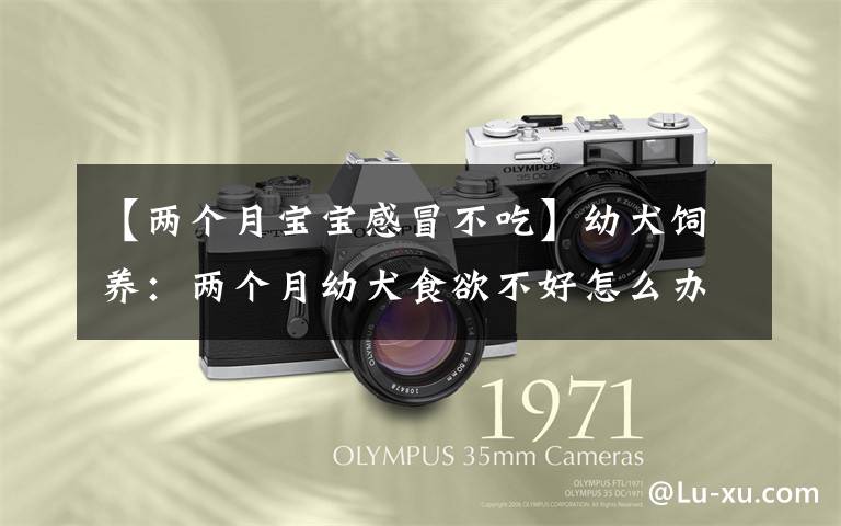 【两个月宝宝感冒不吃】幼犬饲养:两个月幼犬食欲不好怎么办?针对原因采取措施