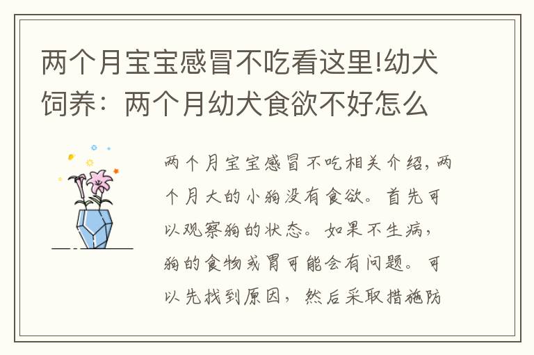 两个月宝宝感冒不吃看这里!幼犬饲养:两个月幼犬食欲不好怎么办?针对原因采取措施