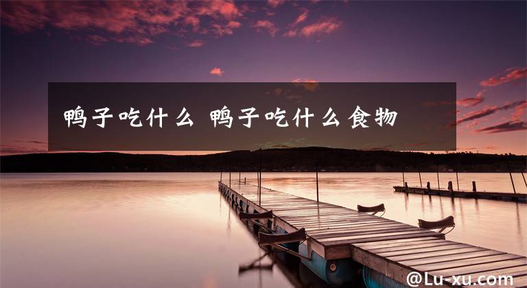 鸭子吃什么 鸭子吃什么食物