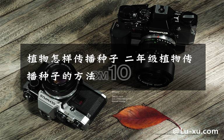 植物怎样传播种子 二年级植物传播种子的方法