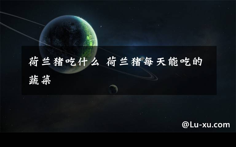 荷兰猪吃什么 荷兰猪每天能吃的蔬菜