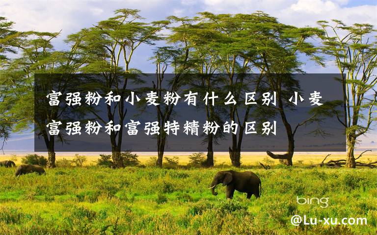 富强粉和小麦粉有什么区别 小麦富强粉和富强特精粉的区别