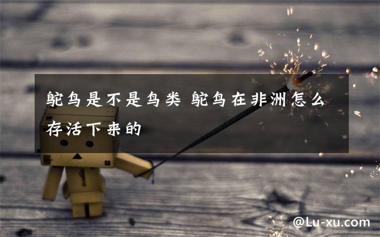 鸵鸟是不是鸟类 鸵鸟在非洲怎么存活下来的