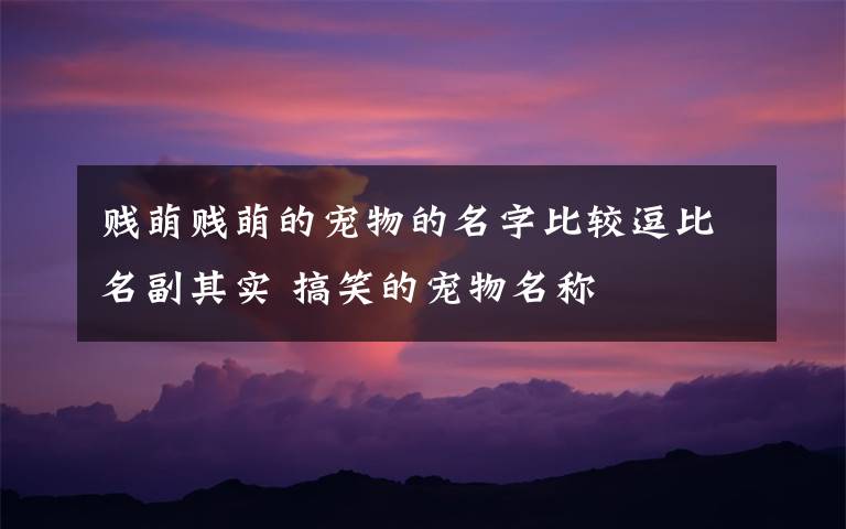 贱萌贱萌的宠物的名字比较逗比名副其实 搞笑的宠物名称