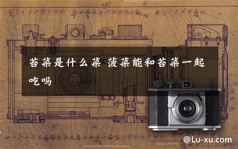 苔菜是什么菜 菠菜能和苔菜一起吃吗