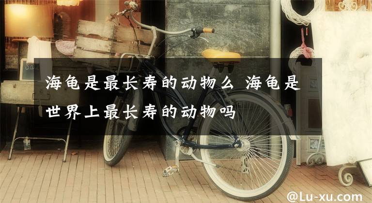 海龟是最长寿的动物么 海龟是世界上最长寿的动物吗