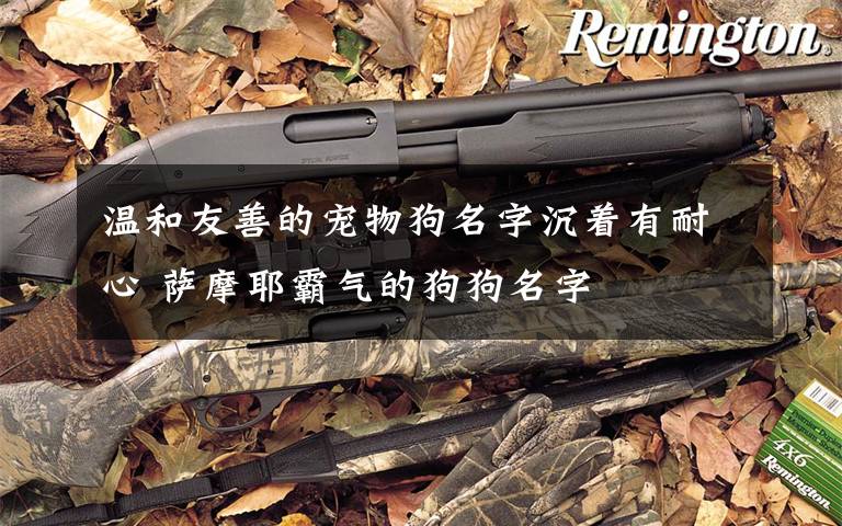 温和友善的宠物狗名字沉着有耐心 萨摩耶霸气的狗狗名字