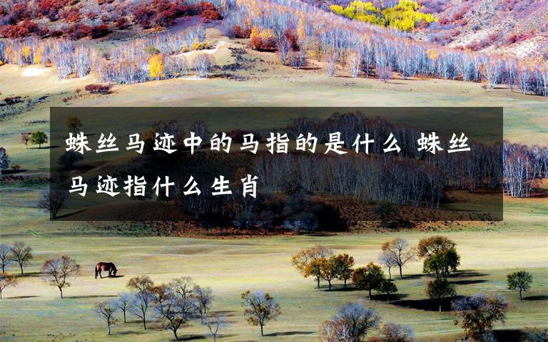 蛛丝马迹中的马指的是什么 蛛丝马迹指什么生肖