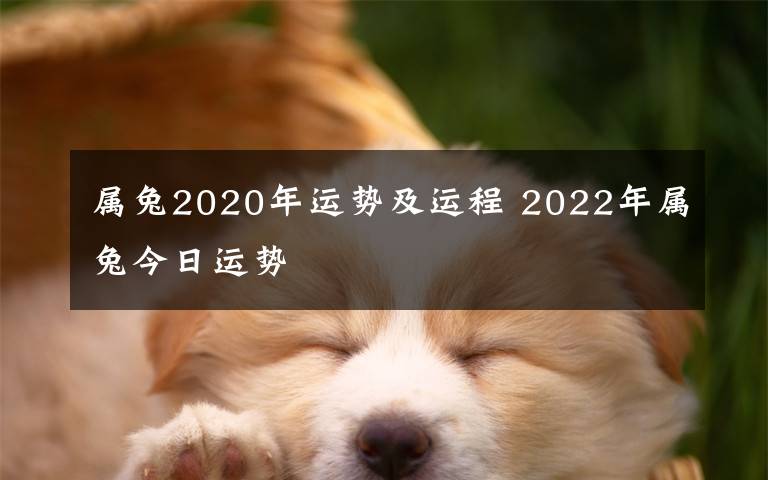 属兔2020年运势及运程 2022年属兔今日运势