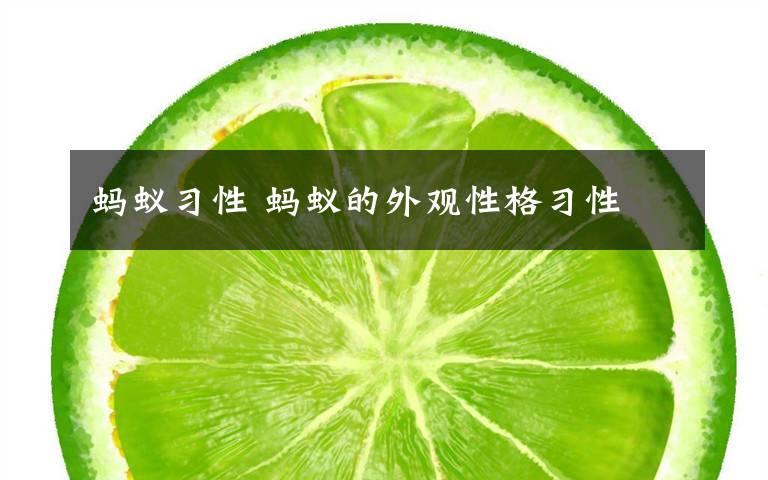 蚂蚁习性 蚂蚁的外观性格习性