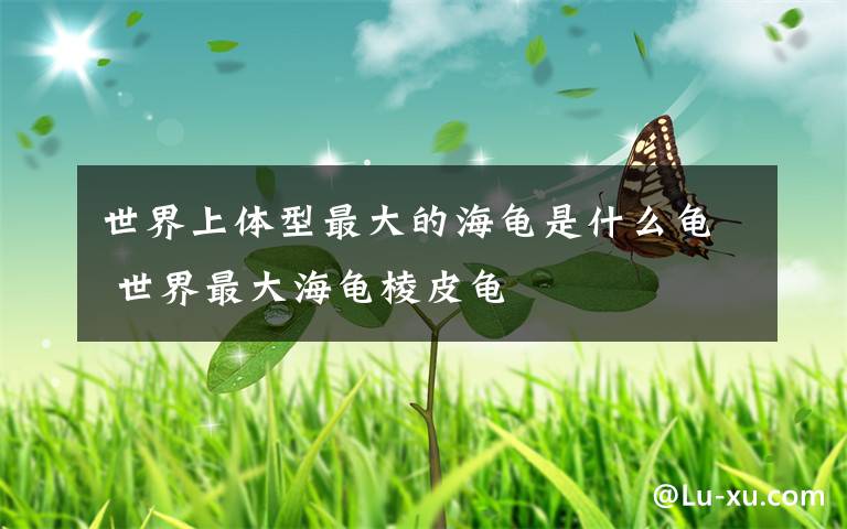 世界上体型最大的海龟是什么龟 世界最大海龟棱皮龟