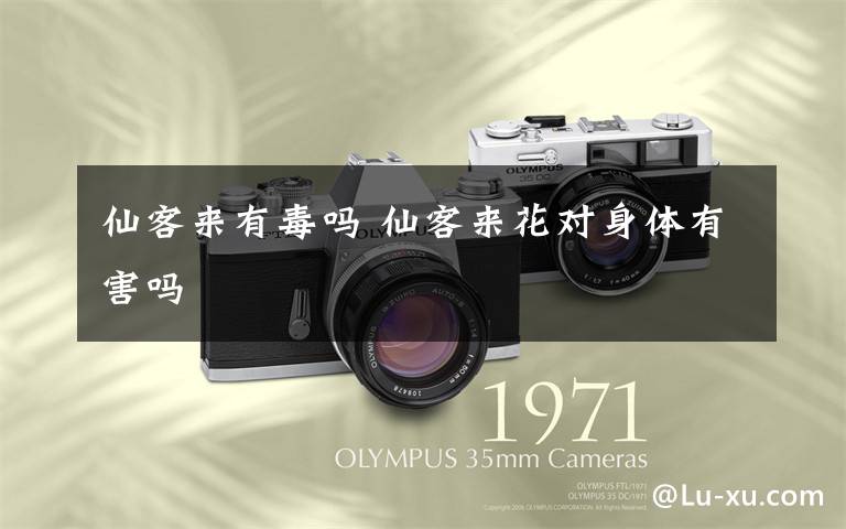 仙客来有毒吗 仙客来花对身体有害吗