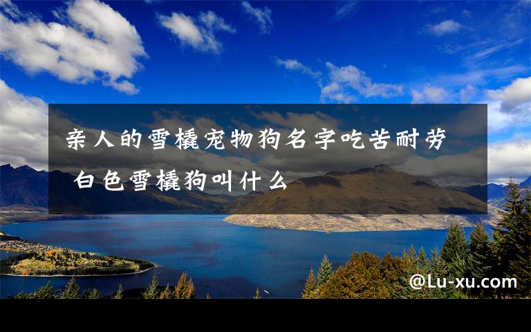 亲人的雪橇宠物狗名字吃苦耐劳 白色雪橇狗叫什么